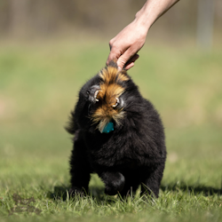 Tvättbjörnssvans S med Amazing Knobble pipboll