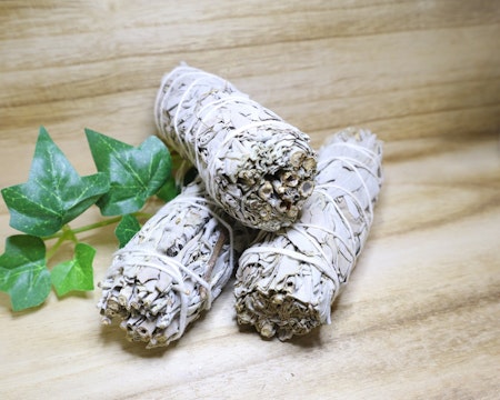 Vit salvia