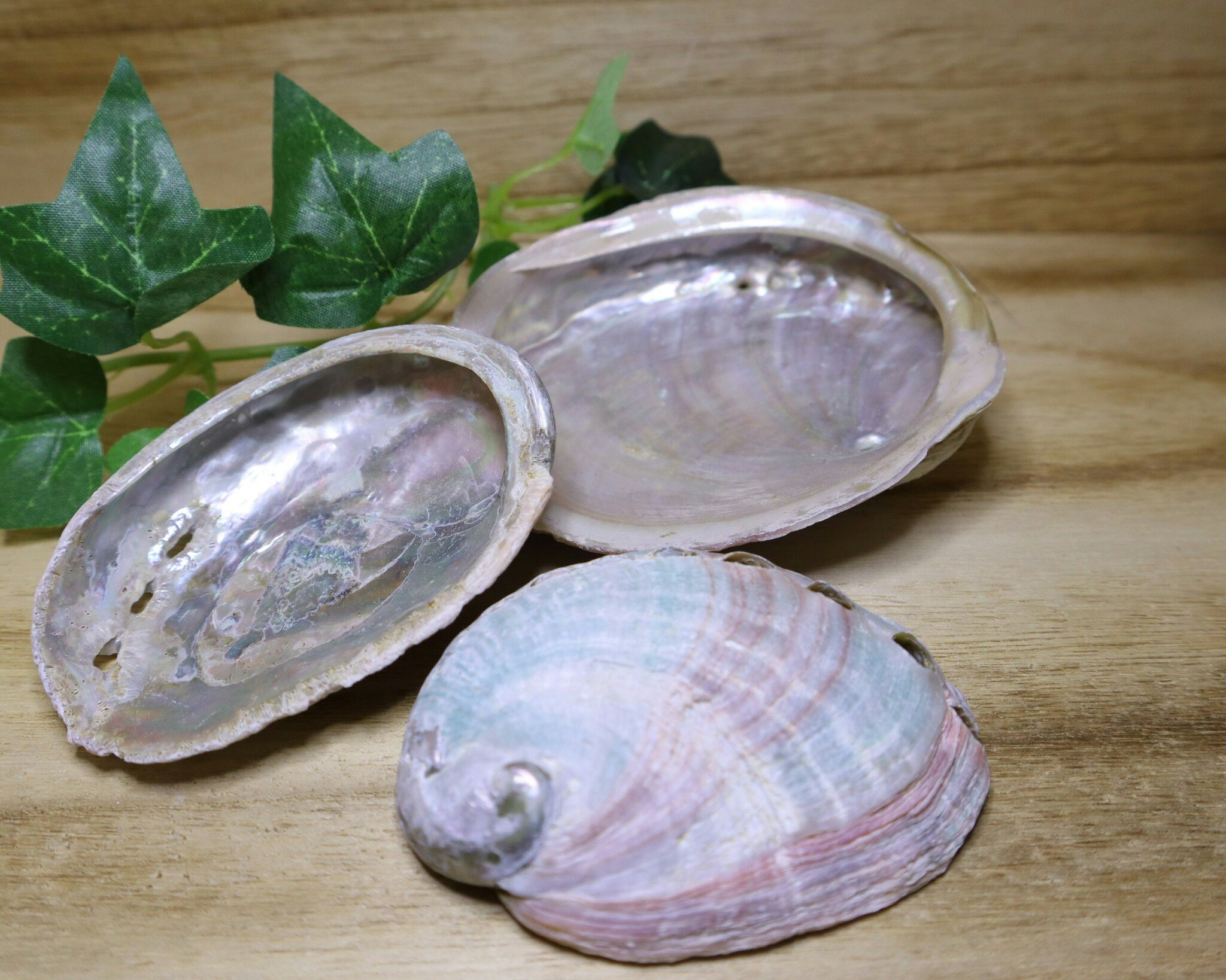 Abalone skal