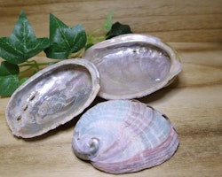 Abalone skal