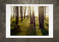 Pånyttfödelse , fotoprint