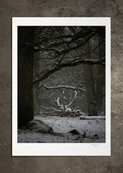 Vintern, den stora, fotoprint