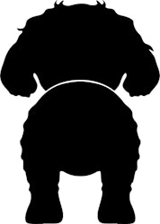 Bånd\seleholder Maltipoo