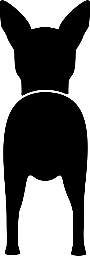 Bånd\seleholder Dverg Pinscher
