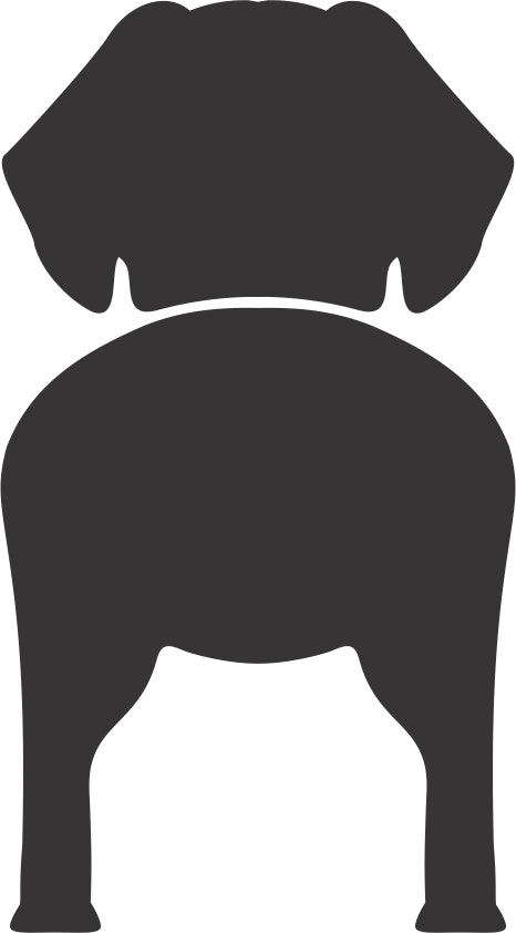 Bånd\seleholder Tibetansk Spaniel