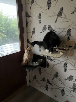 Matestasjon for katt for veggmontering.