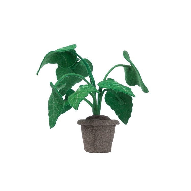 Filtblomma Alocasia