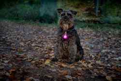 Dogman Blinklampa Burger LED -Blå