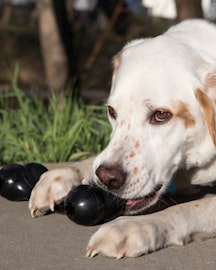 KONG Extreme Goodie Bone L
