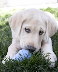 KONG Puppy S