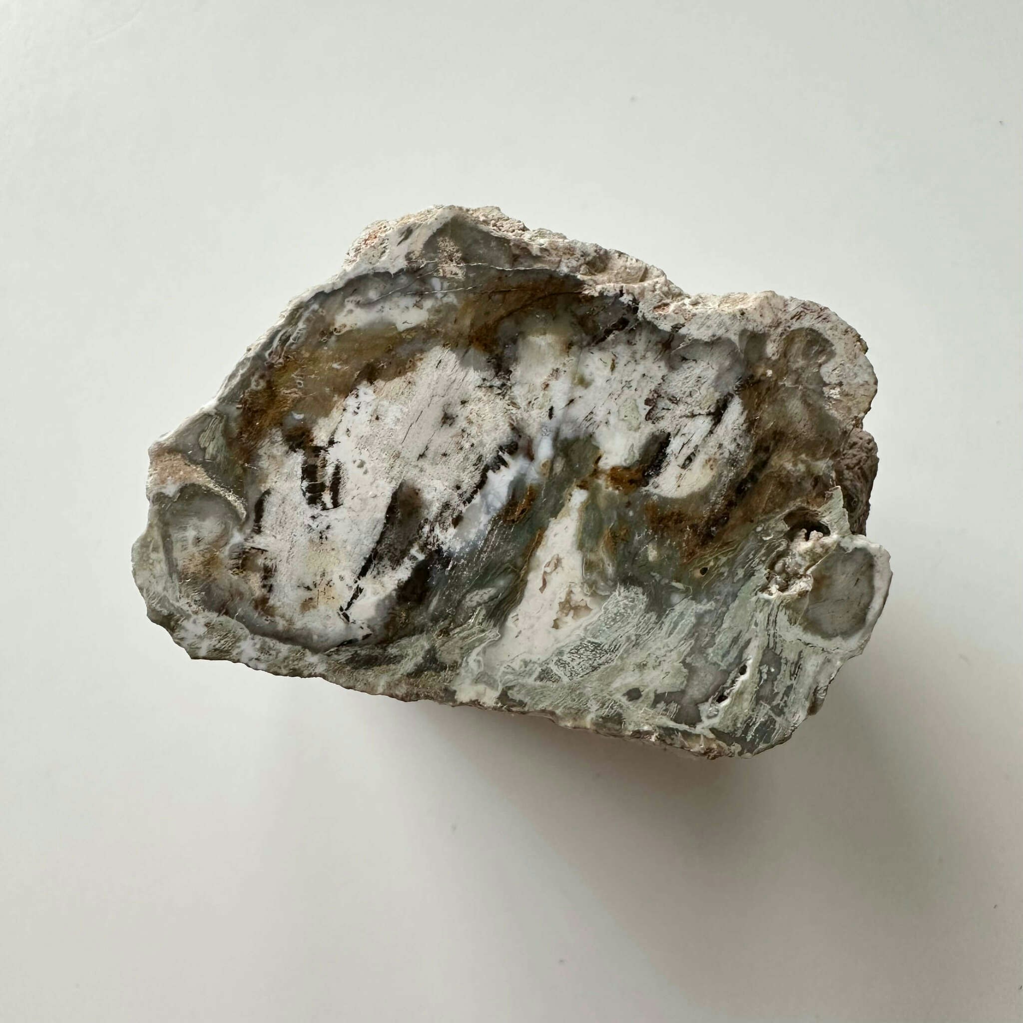 Förstenat trä stubbe