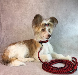 Designa ett eget handgjorda hundhalsband i mönster Cobra