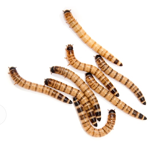 ZORPHOBAS MORIO