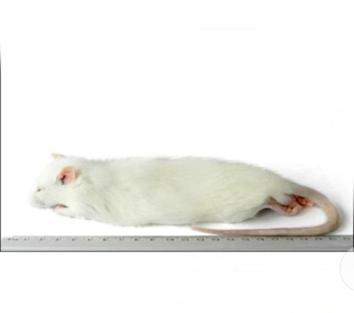 Råtta  350 - 450 gram
