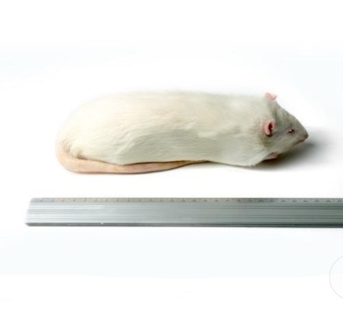 Råtta över 450 gram