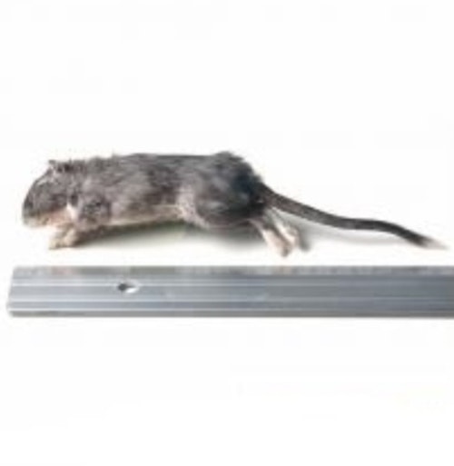 Ökenråtta 60-120 gram
