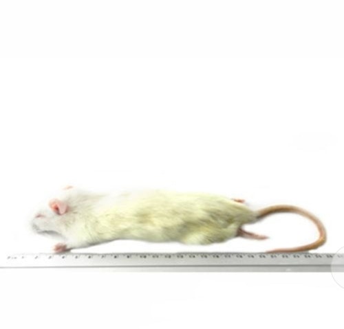 Råtta 90-150 gram