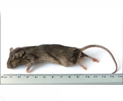 MUS 23-30 GRAM