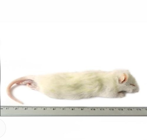 Råtta 60-90 GRAM