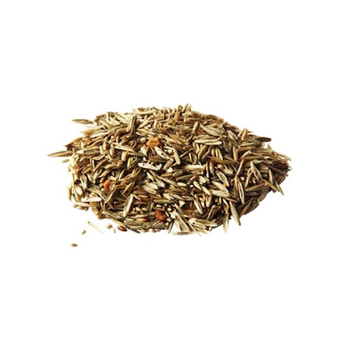 Pavo grass seed