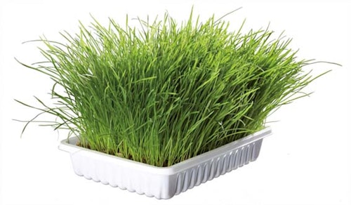 Kattgräs med odlingslåda 100 g