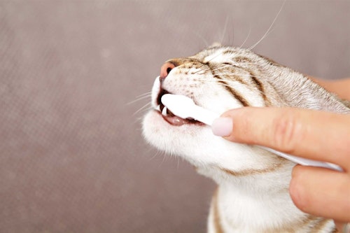 Tandvårdsset katt m tandkräm, 2 tandborstar