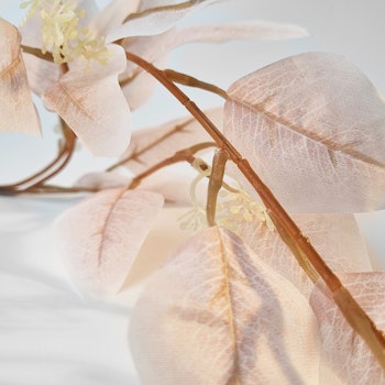 Eukalyptus blommor små vita