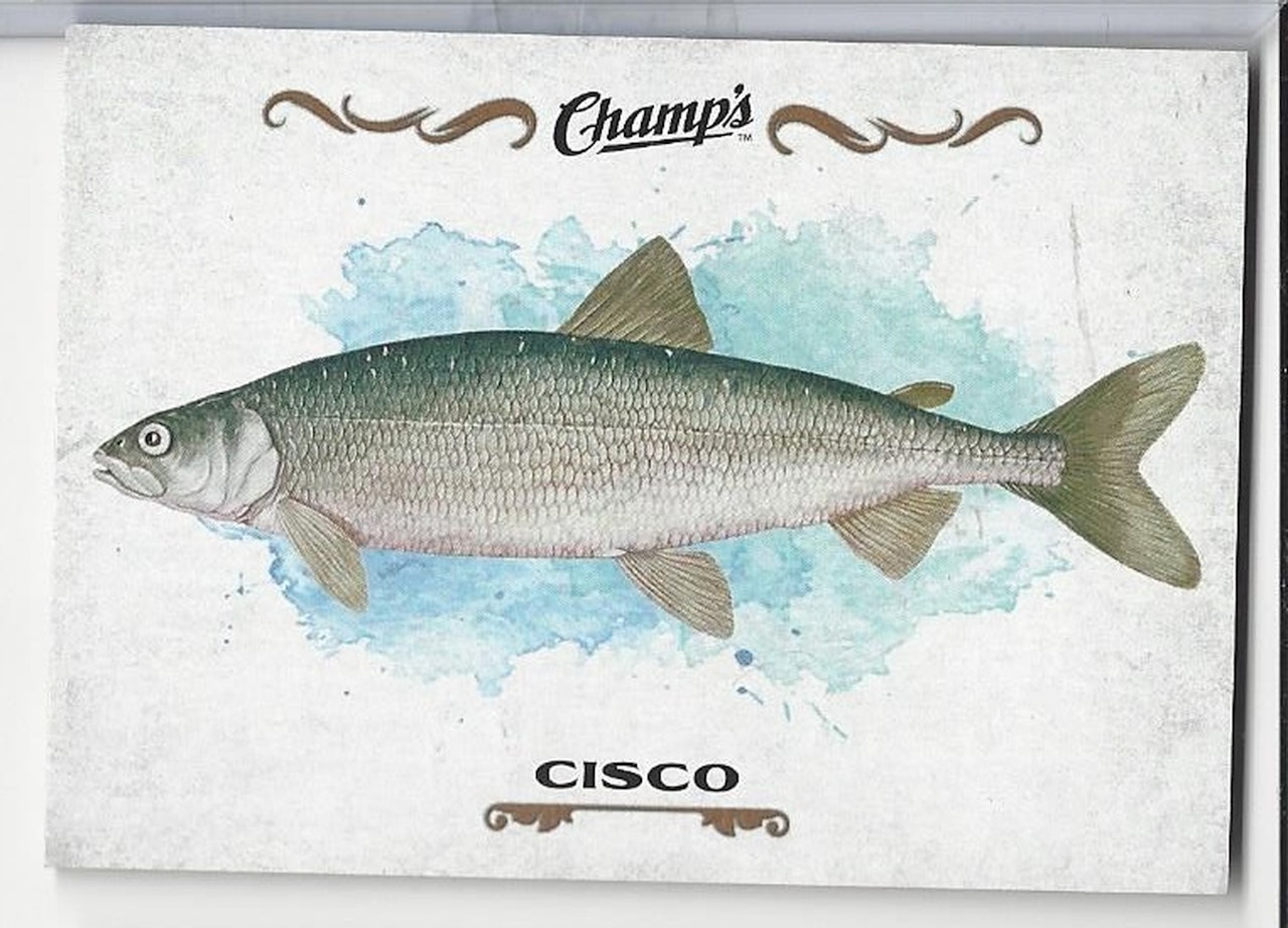 2015-16 Upper Deck Champ's Fish #F11 Cisco (10-X128-OTHERS)