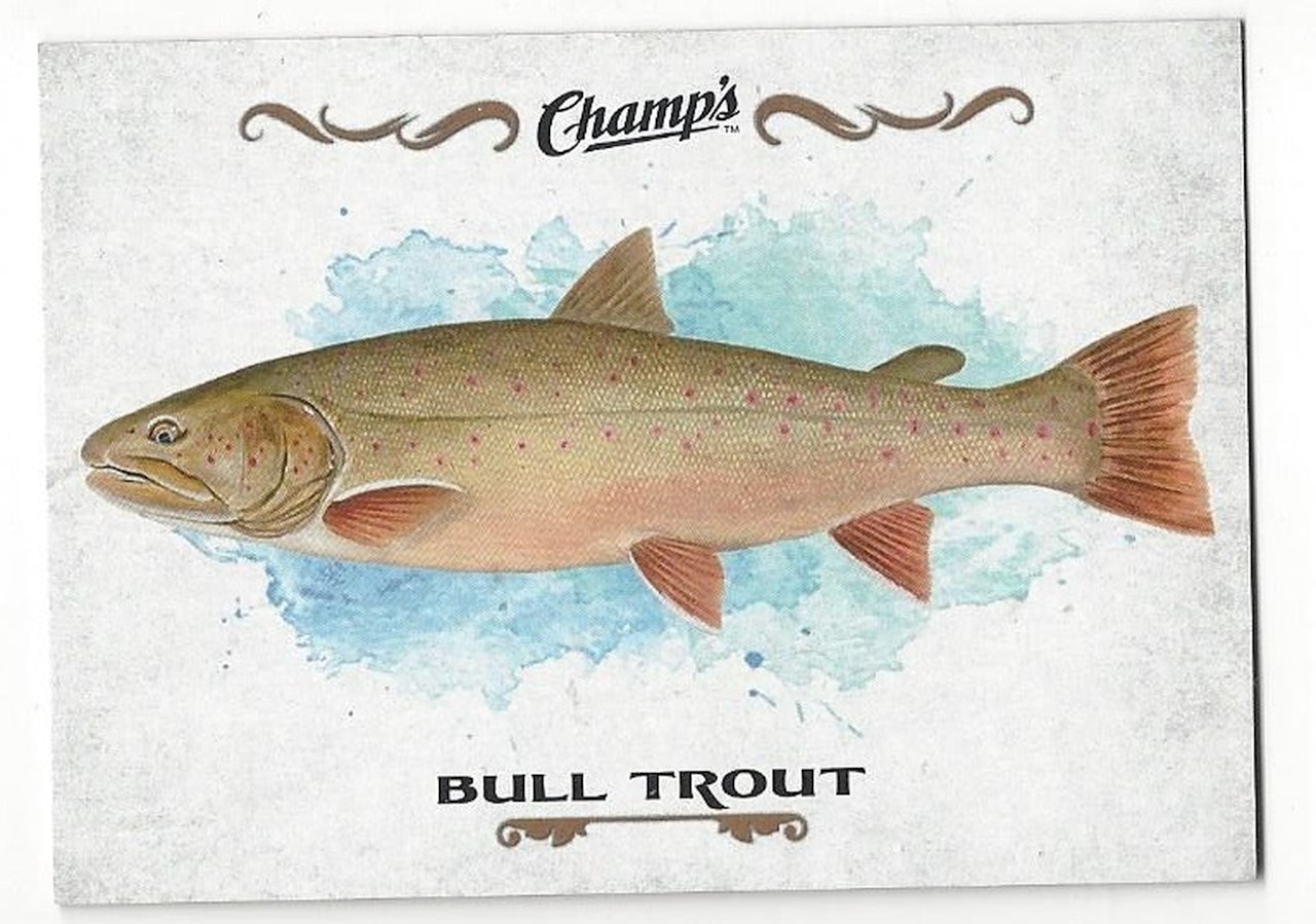 2015-16 Upper Deck Champ's Fish #F9 Bull Trout (10-X126-OTHERS)