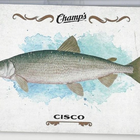 2015-16 Upper Deck Champ's Fish #F11 Cisco (10-X118-OTHERS)