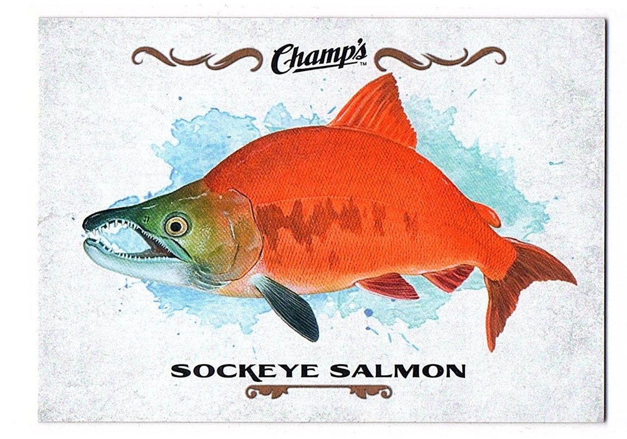 2015-16 Upper Deck Champ's Fish #F25 Sockeye Salmon (10-X129-OTHERS)