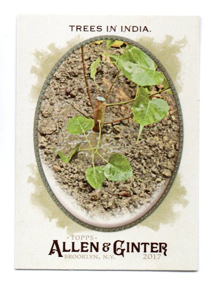 2017 Topps Allen and Ginter Hot Box Foil #52 Trees in India (10-T7-OTHER)