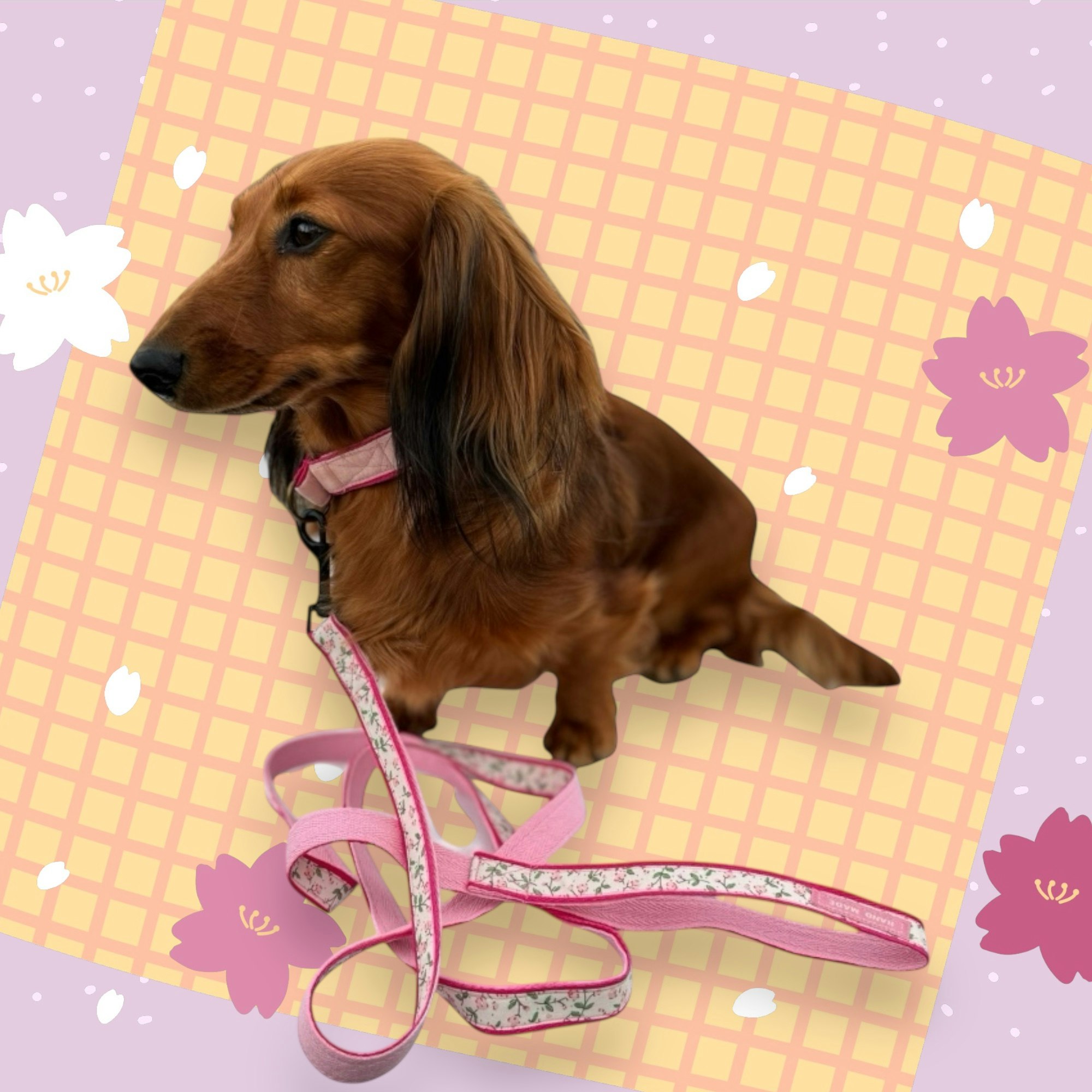 Halsband, hund