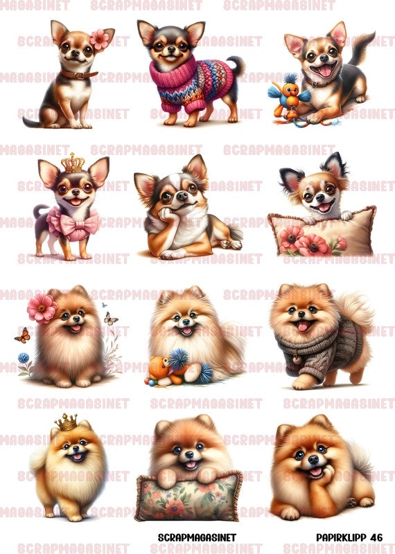 Papirklipp 46 - Pomeranian og chihuahua A4
