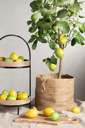 Citron