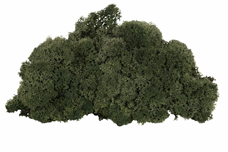 Renlav Pine Flamsäker