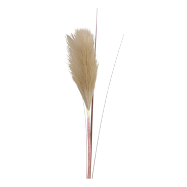 Fleur Gren m frökapsel