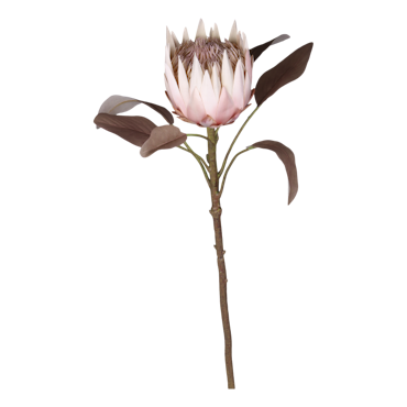 Fleur Protea