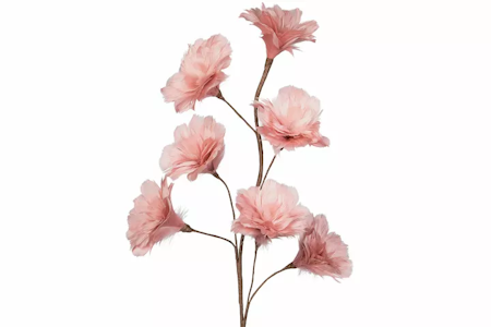 Kvist Fjäderblomma Gammelrosa