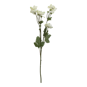 Fleur Fransk Anemon