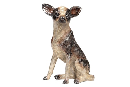 Hund Chihuahua