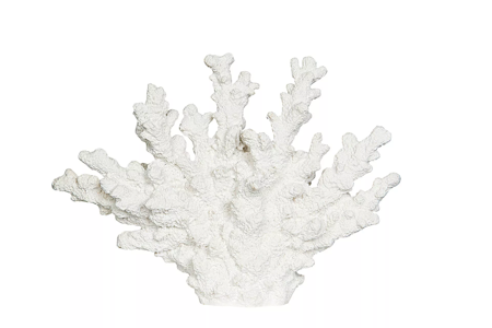 Korall Poly Vit
