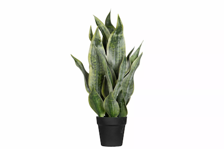 Sansevieria