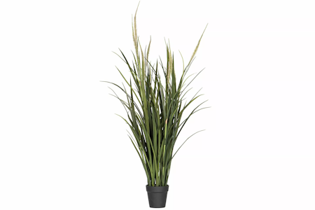 Dunborstgräs 100cm