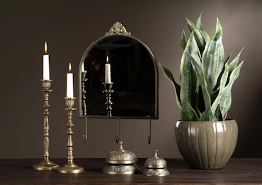 Sansevieria