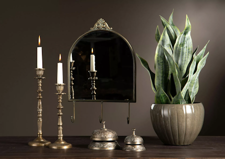 Sansevieria