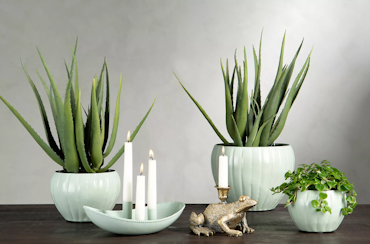 Aloe Vera