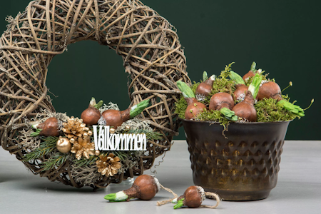 Blomsterlök Hänge Natur Poly