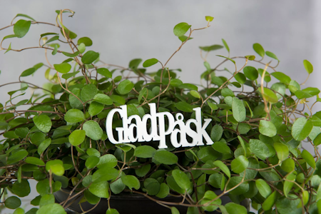 Glad Påsk Stick Vit