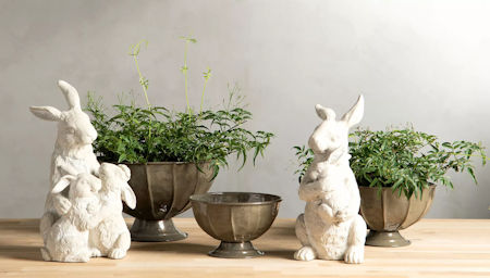 Hare kramas Poly